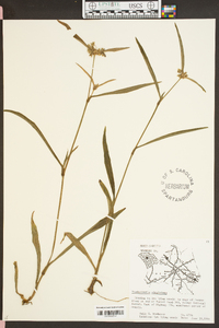 Tradescantia virginiana image