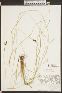 Carex caroliniana image