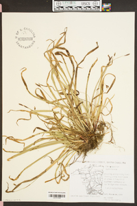 Carex caroliniana image