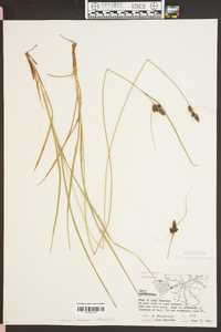 Carex complanata image