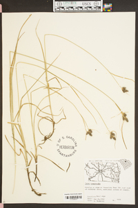 Carex complanata image