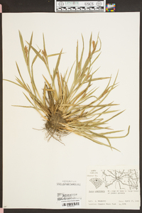 Carex complanata image