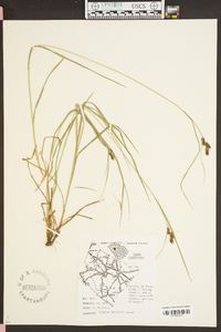 Carex complanata image