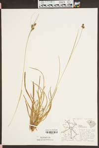 Carex complanata image