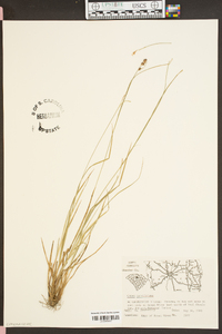 Carex caroliniana image