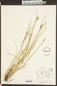 Carex caroliniana image