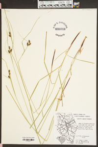 Carex caroliniana image