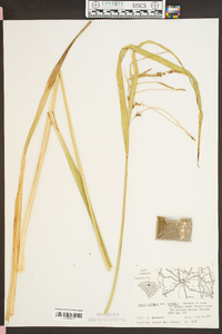 Carex crinita var. crinita image