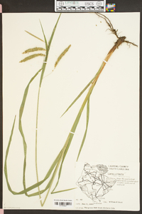 Carex crinita var. brevicrinis image