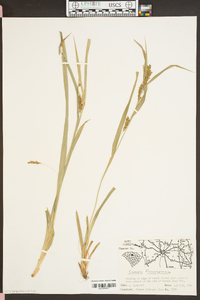 Carex flaccosperma image