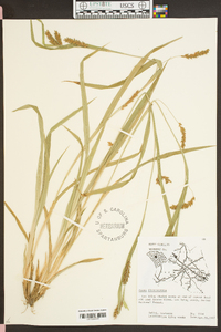 Carex flaccosperma image