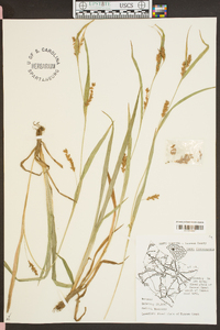 Carex flaccosperma image