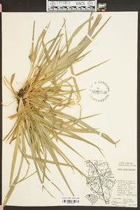 Carex flaccosperma image