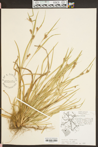 Carex flaccosperma image