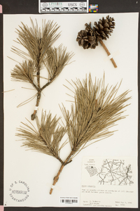 Pinus echinata image