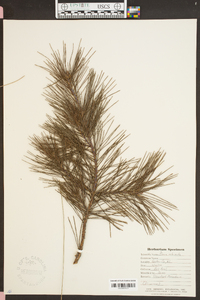 Pinus echinata image