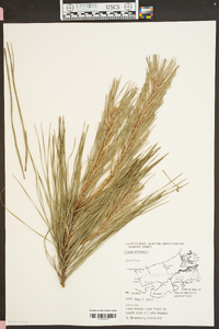 Pinus elliottii image