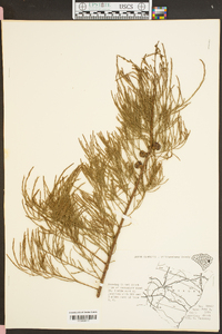 Taxodium ascendens image