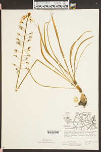 Camassia scilloides image