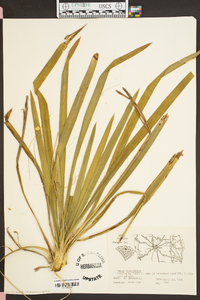 Yucca filamentosa image