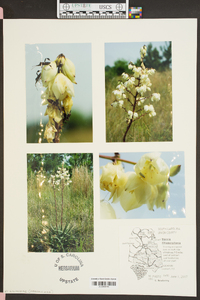 Yucca filamentosa image