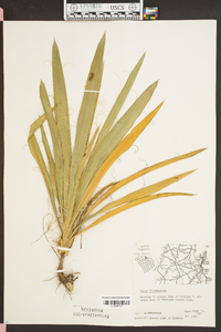 Yucca filamentosa image