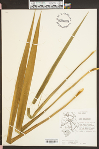 Yucca filamentosa image