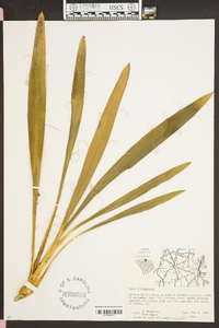 Yucca filamentosa image