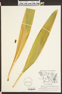 Yucca filamentosa image