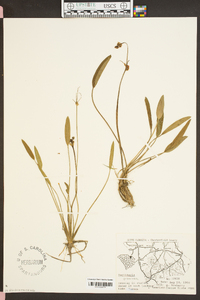 Sagittaria graminea image