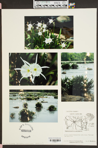 Hymenocallis coronaria image