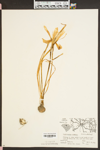 Zephyranthes atamasco image