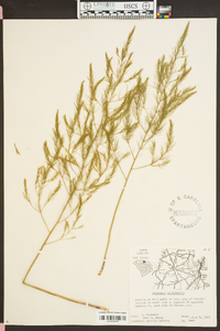 Asparagus officinalis image