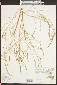 Asparagus officinalis image