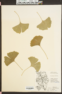 Ginkgo biloba image