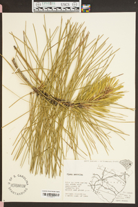 Pinus serotina image