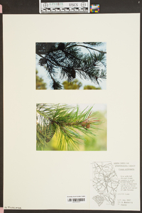 Pinus echinata image