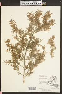 Tsuga caroliniana image