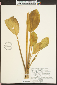 Alisma subcordatum image