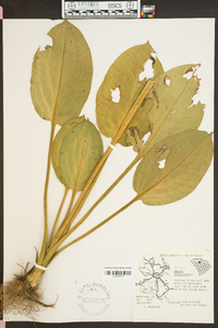 Alisma subcordatum image