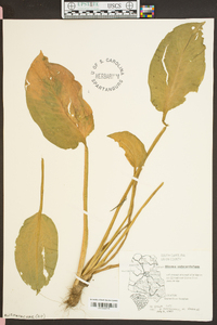 Alisma subcordatum image