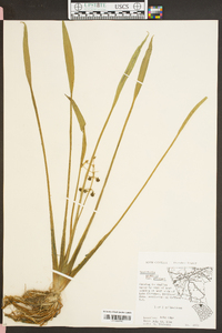 Sagittaria graminea var. graminea image