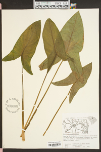 Peltandra sagittifolia image