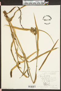 Tradescantia occidentalis image