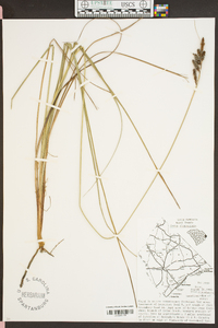 Carex glaucescens image