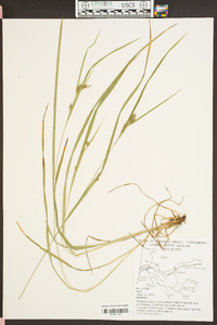 Carex grisea image