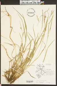 Carex grisea image