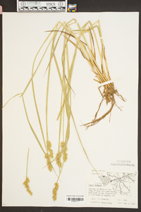 Carex laevivaginata image