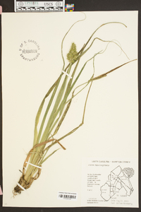 Carex laevivaginata image