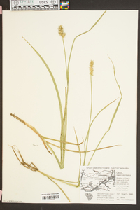 Carex laevivaginata image